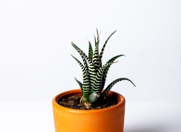 agave-botanical-botany-1533960-min