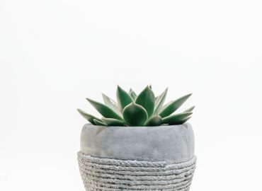 scott-webb-426972-unsplash-mi